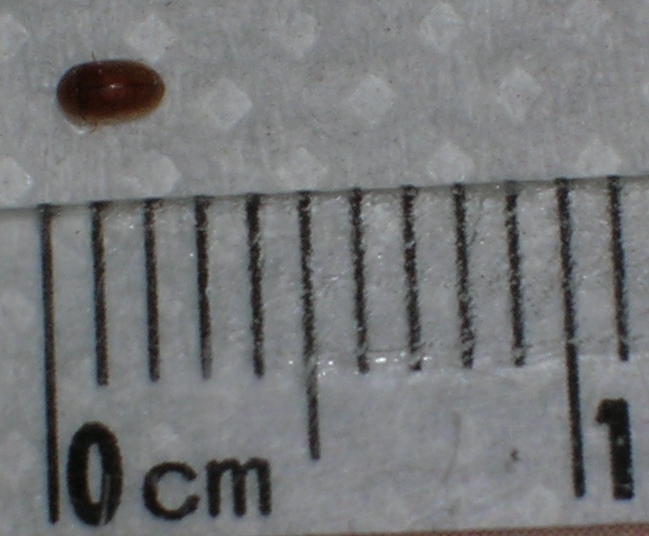 Lasioderma serricorne (Anobiidae)